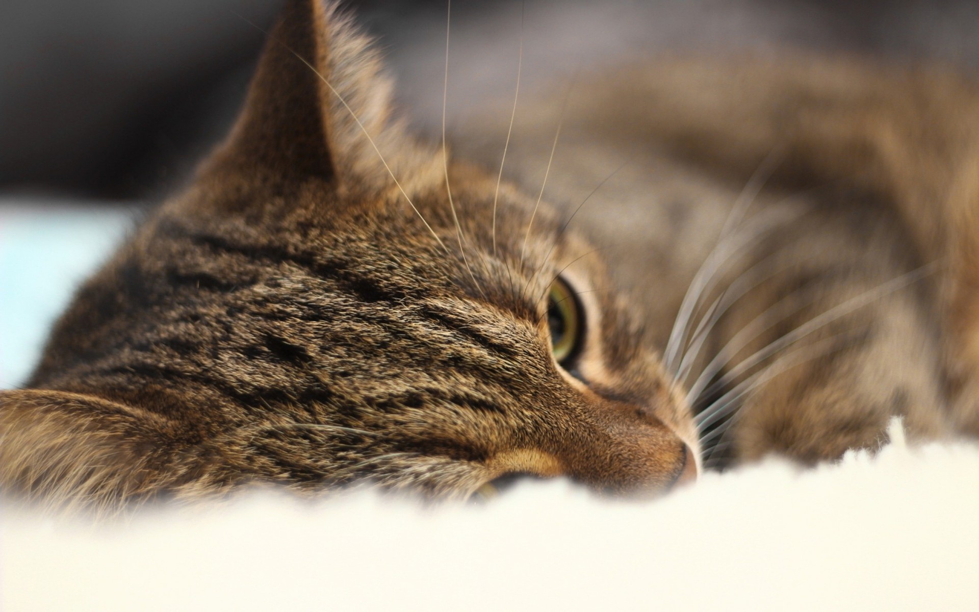 bed close up teeth views cat