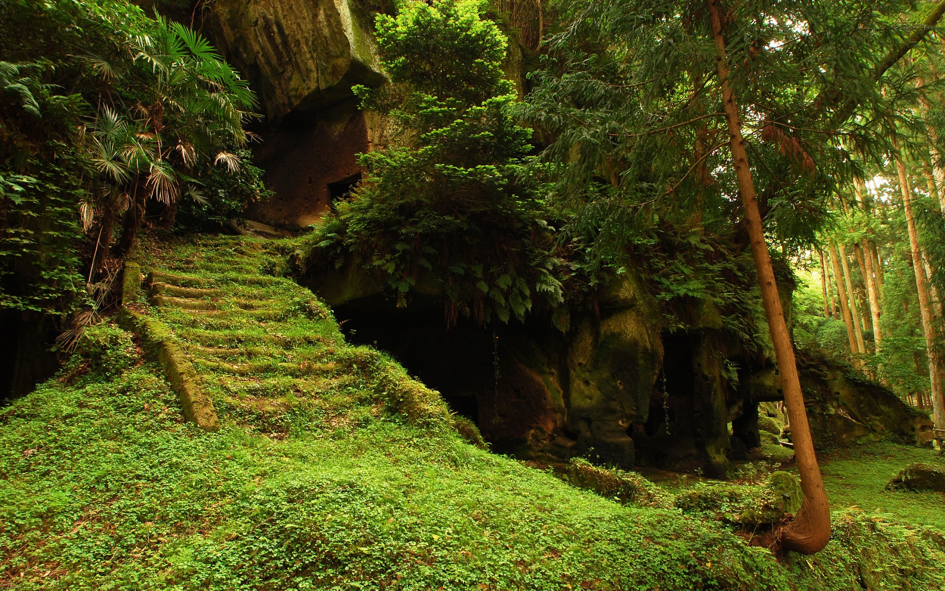 bosque árboles templo