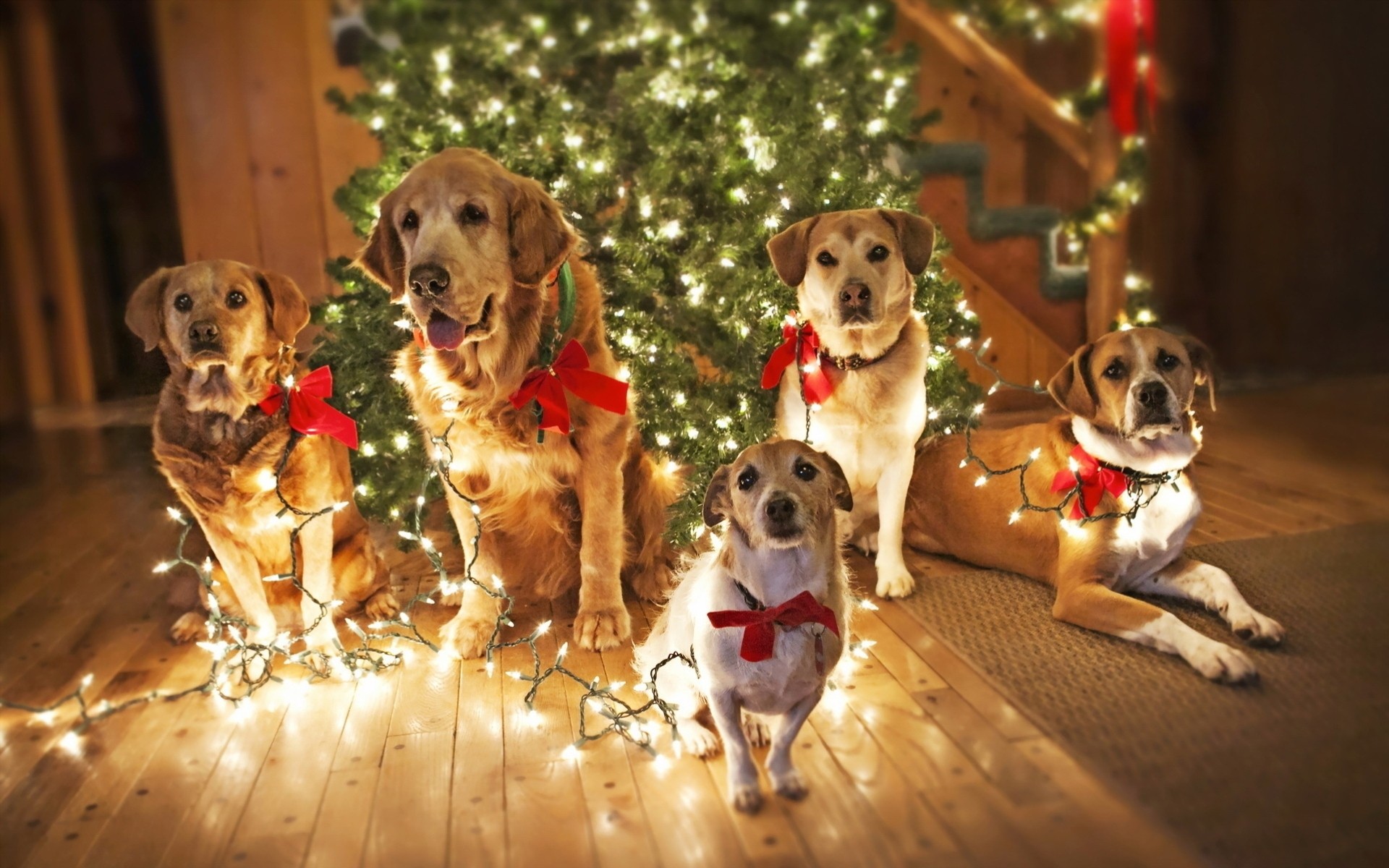 albero di natale vacanze cani