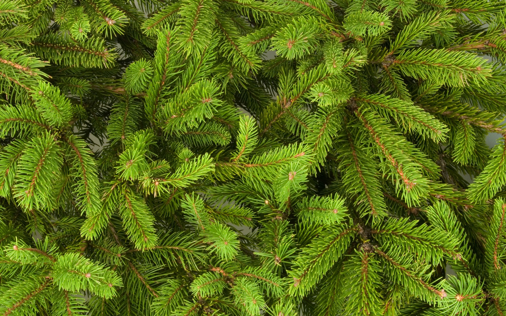 neujahr weihnachtsbaum zweige