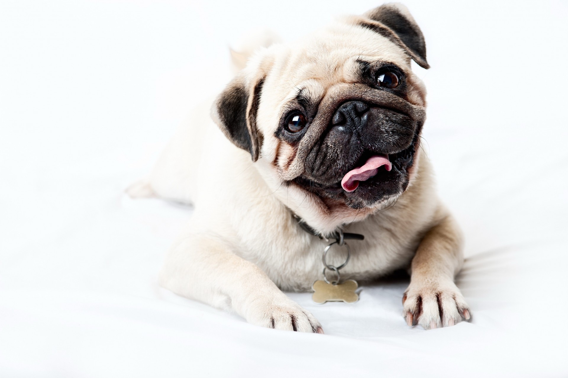 puppy pug views teeth