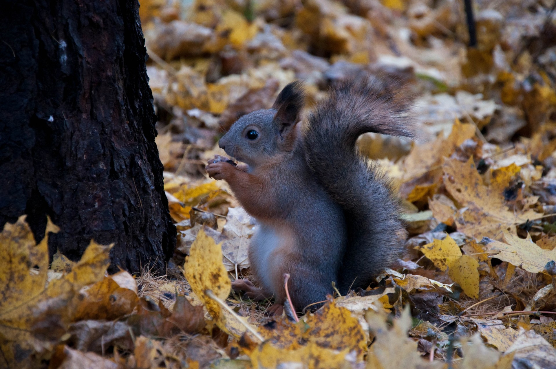 positive food walnut mood husky autumn is yellow leave