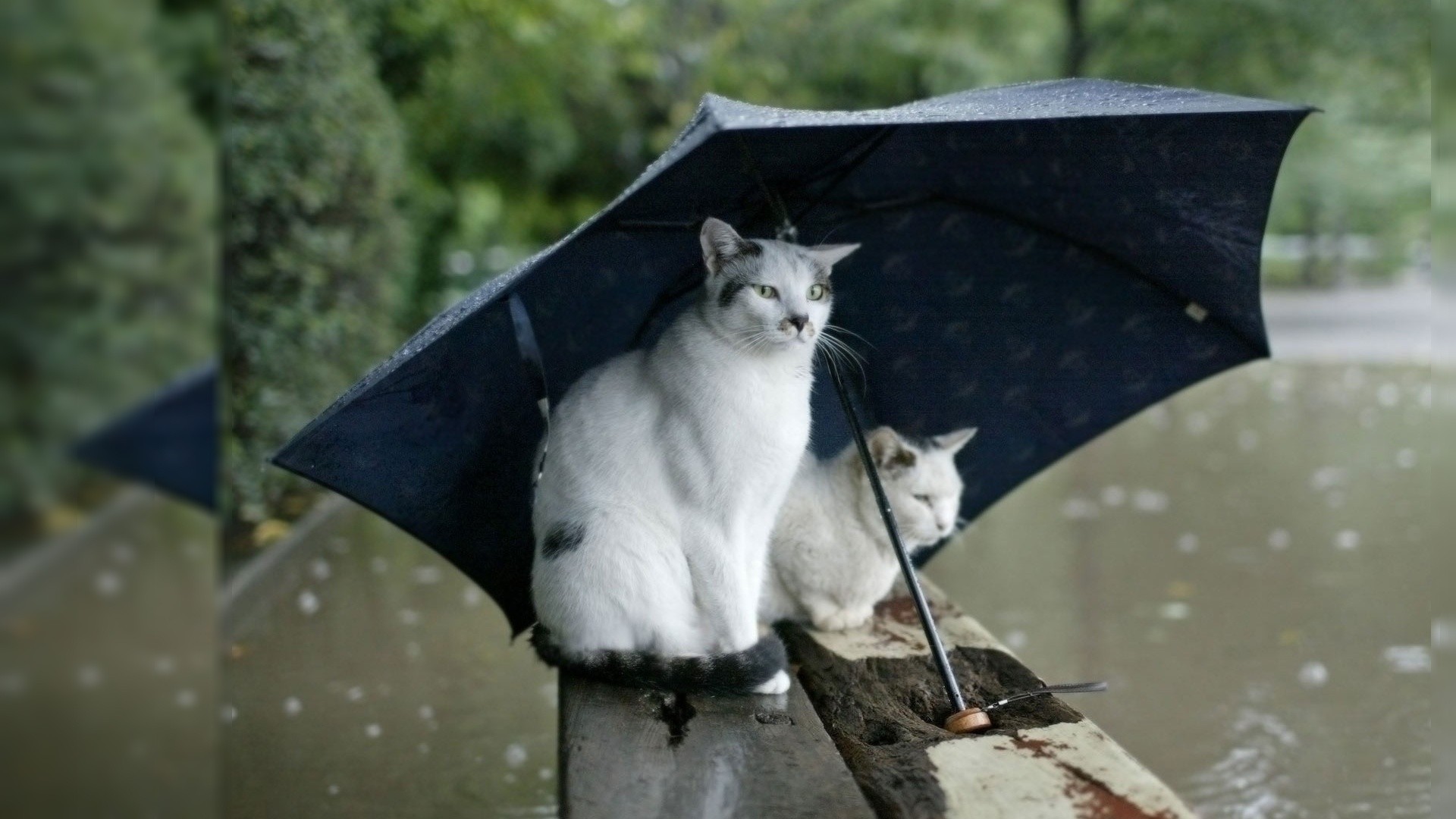 lluvia gatos estanque paraguas