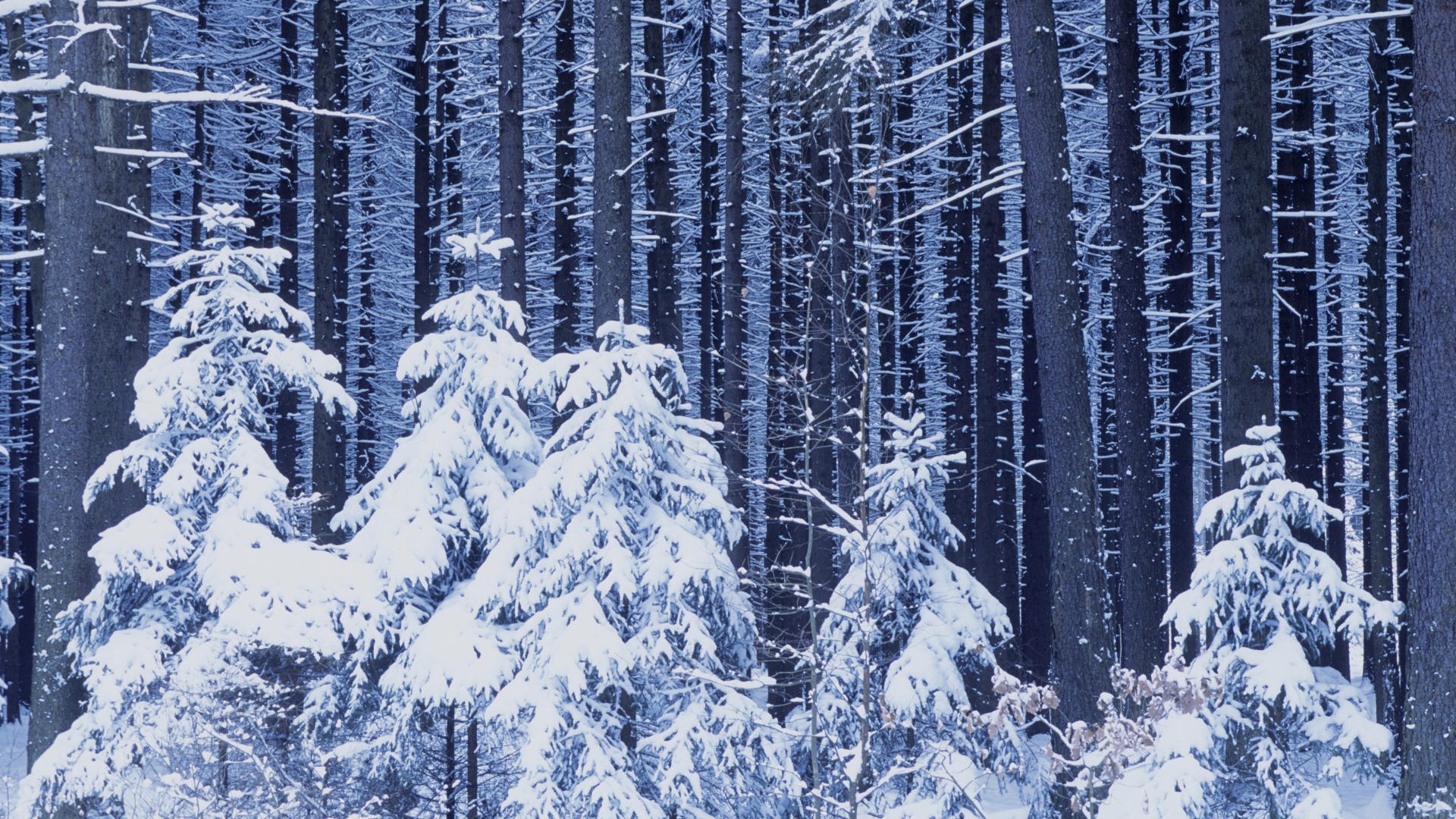 nowy rok las śnieg zima