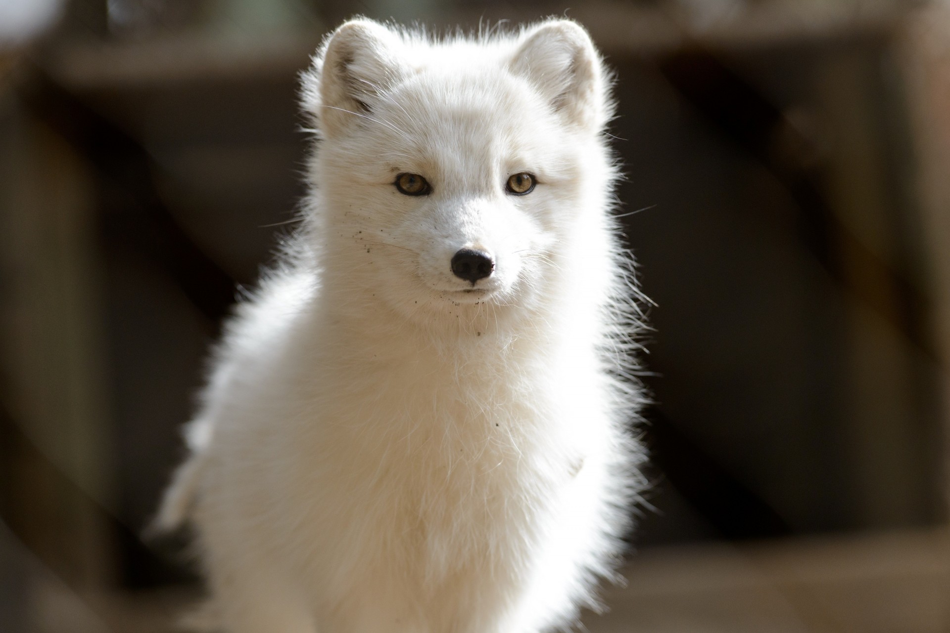 predator polar fox