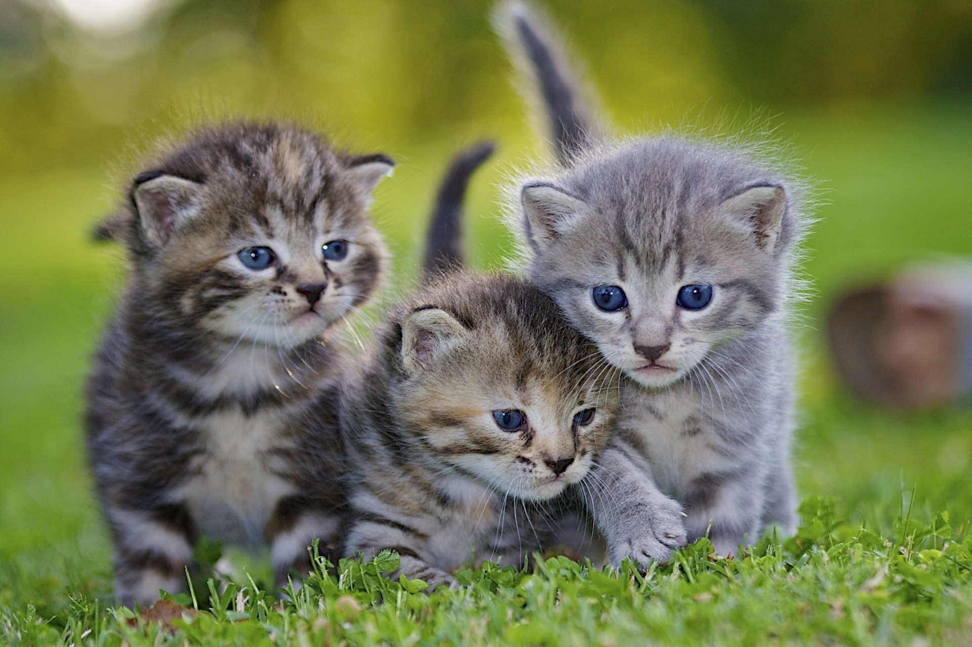 drôlement herbe gris animaux pelouse chatons