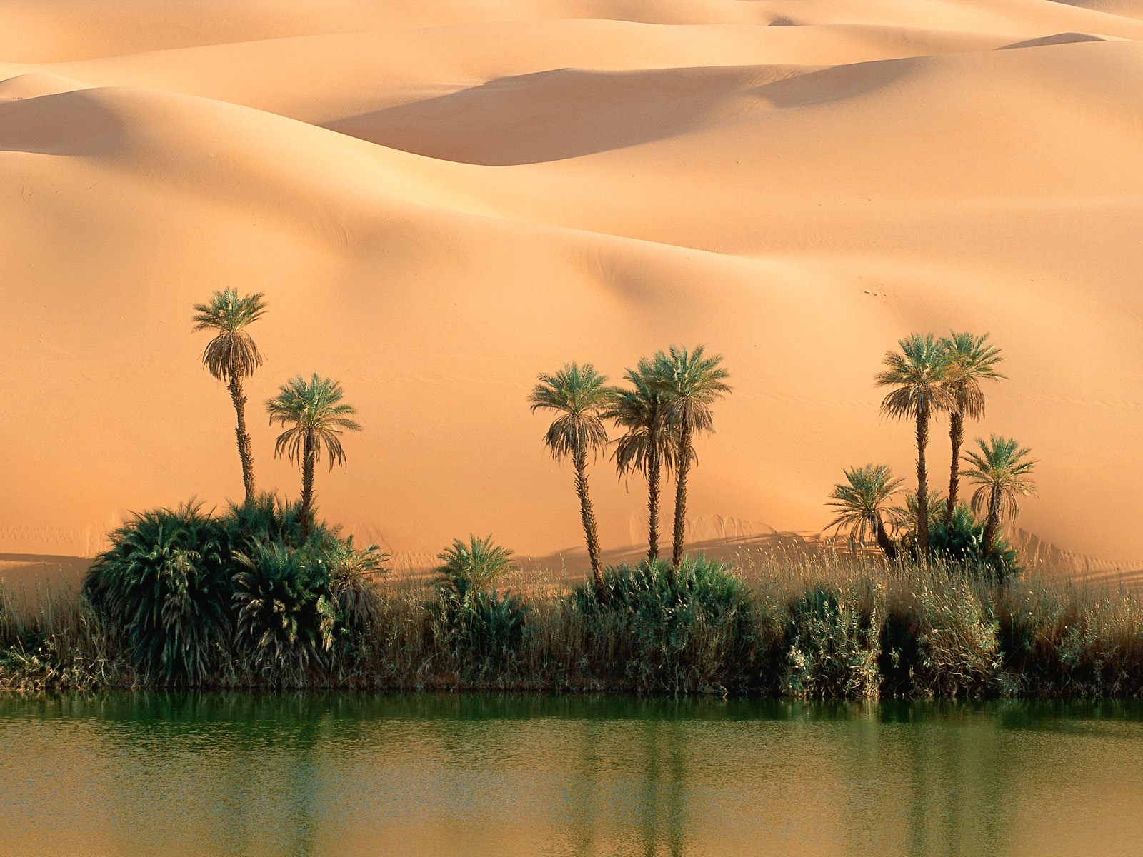 désert sable palmiers eau