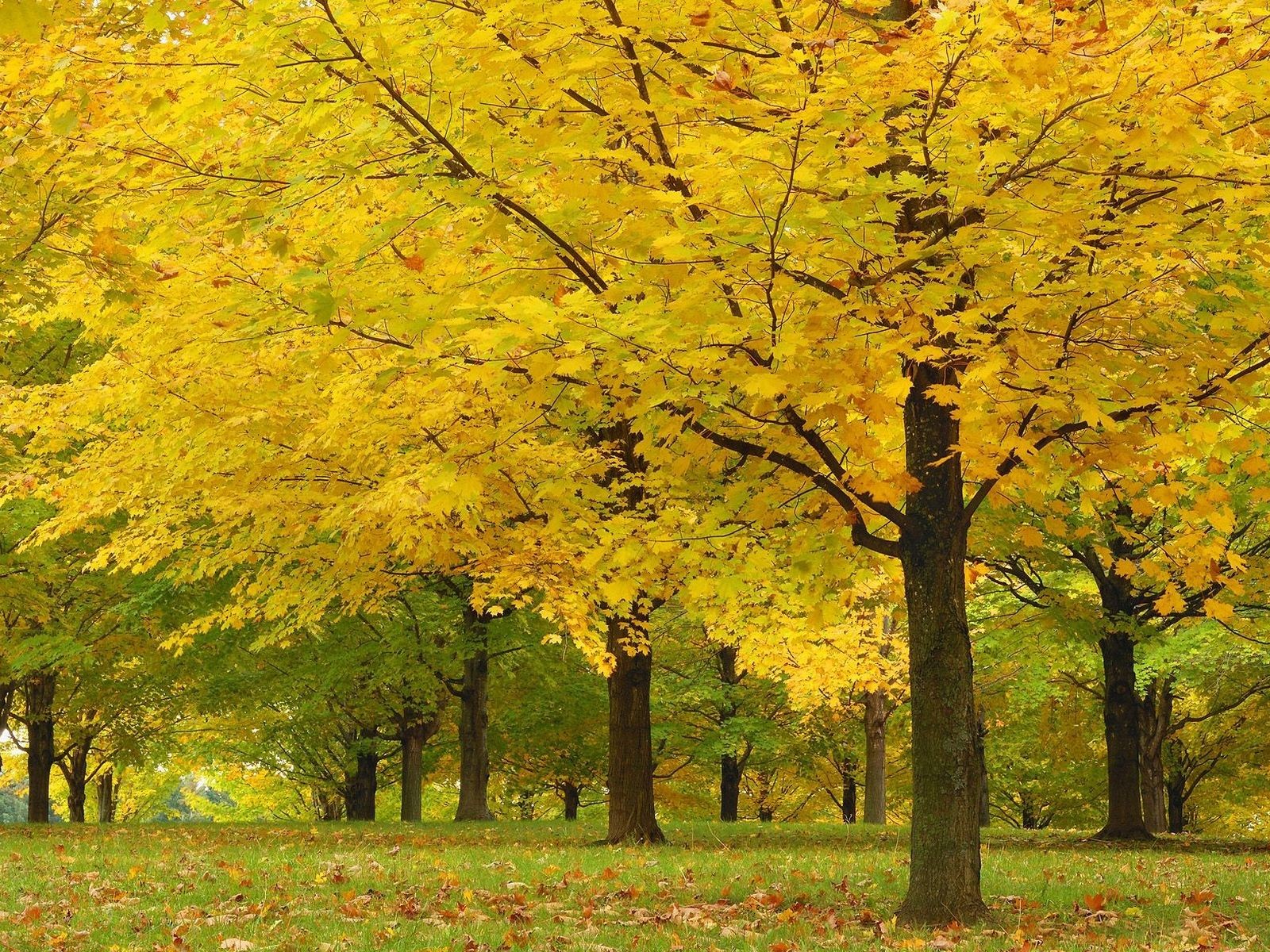 otoño árboles hojas amarillo