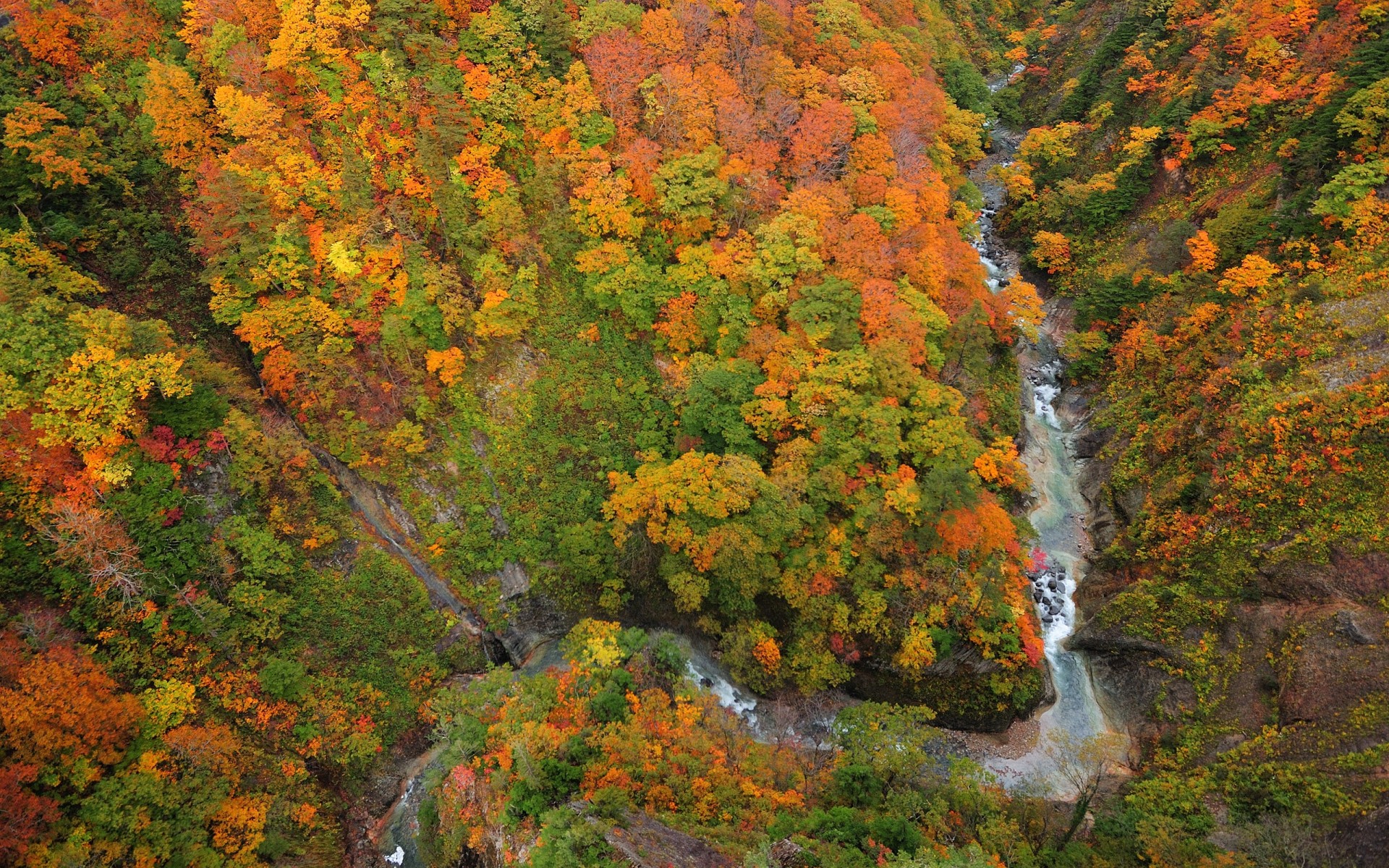 forest river valley from the top