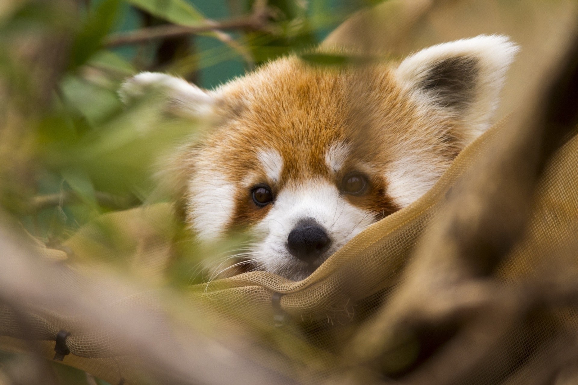 red panda shayrskaya horse