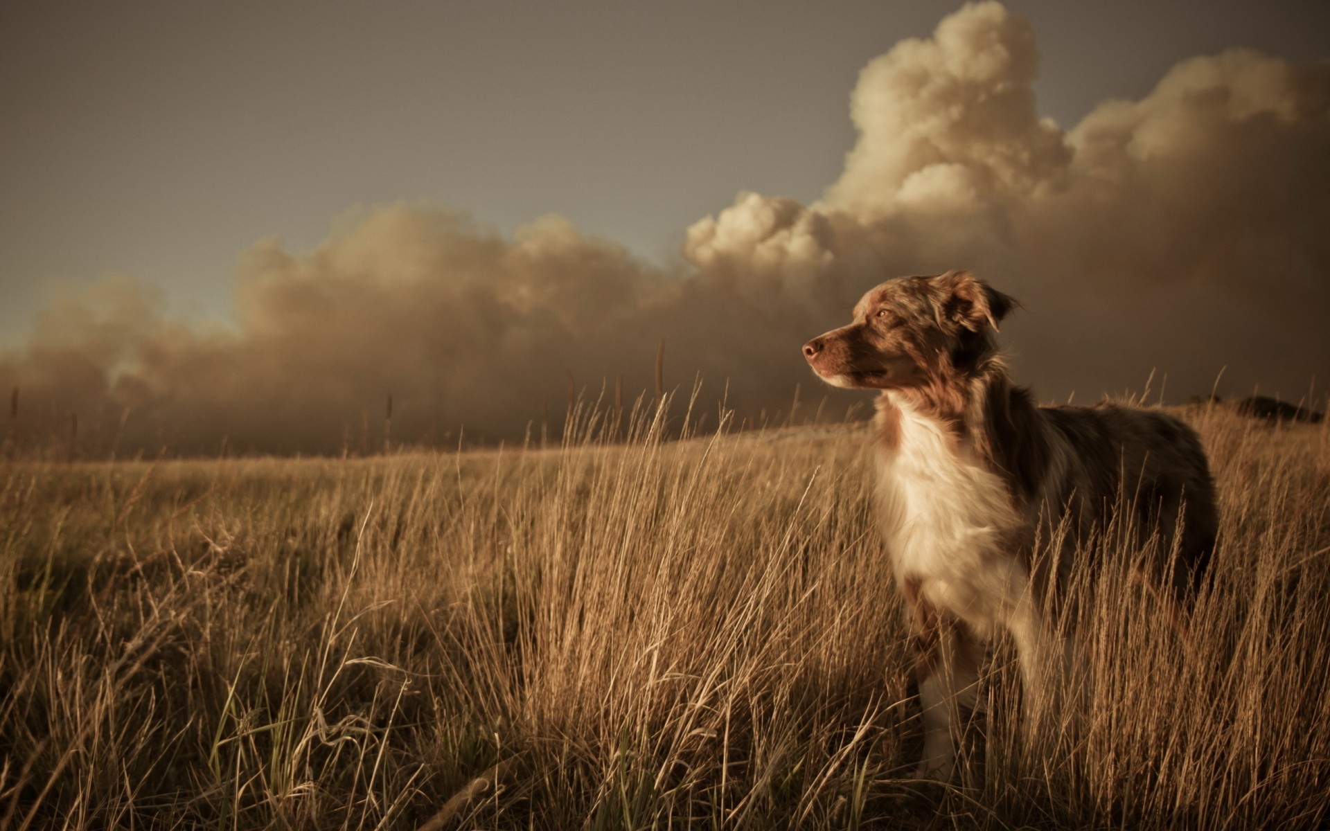 campo perro amigo paisaje puesta de sol