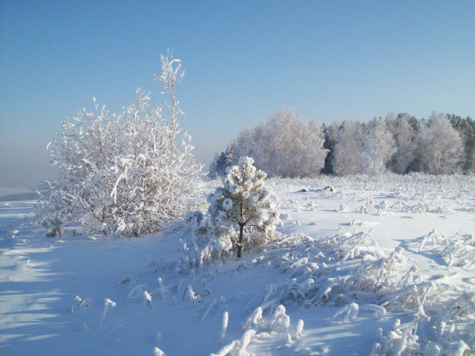 nieve invierno árbol