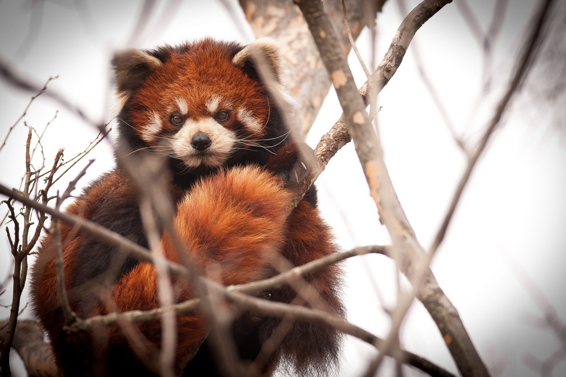 czerwona panda oddziały