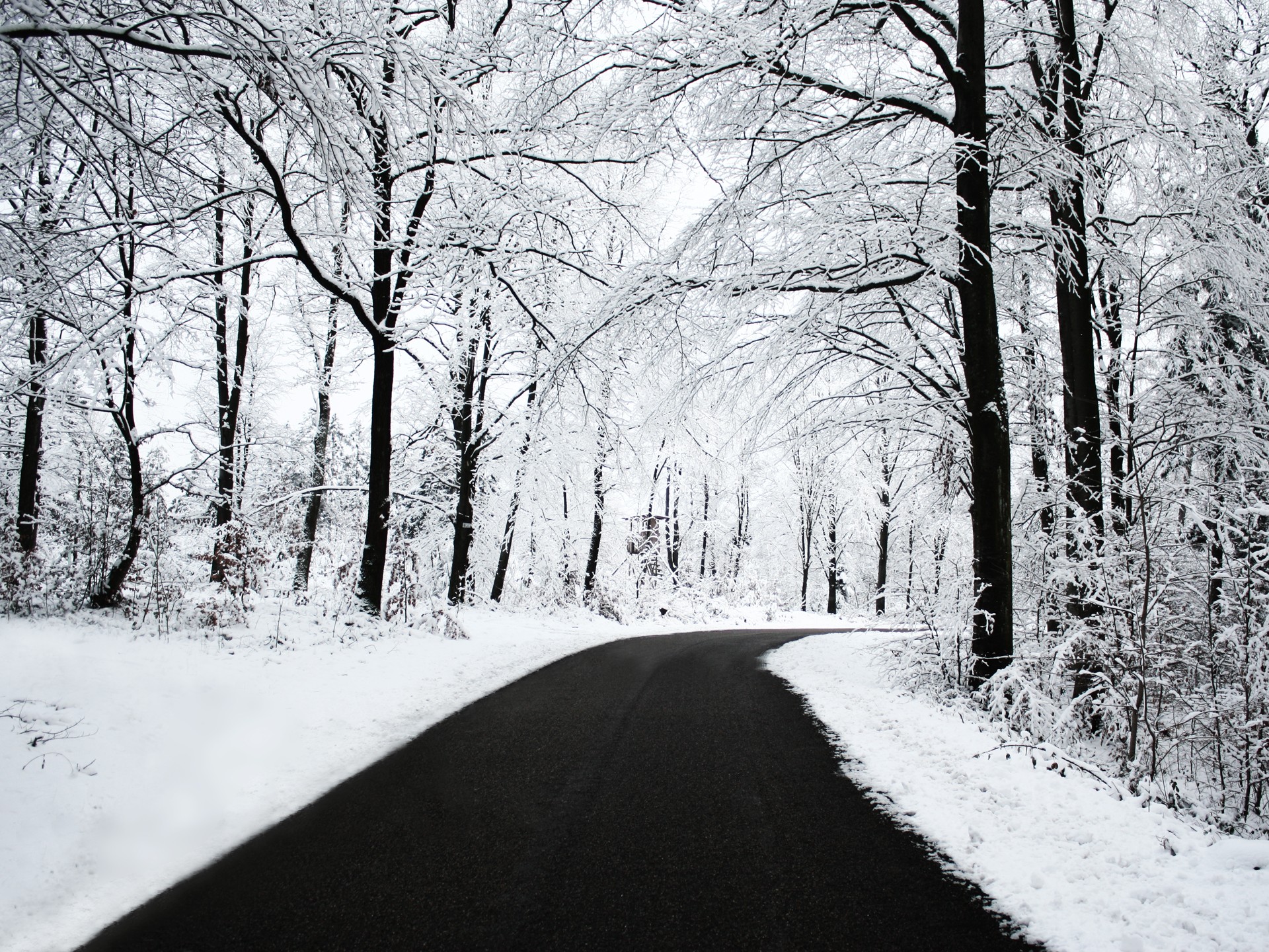 winter road forest snow