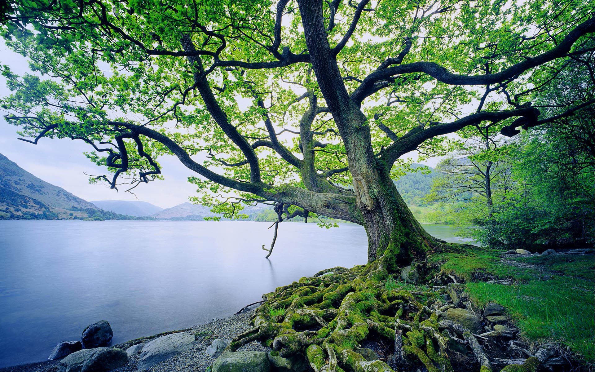 arbre eau mousse herbe racines montagnes