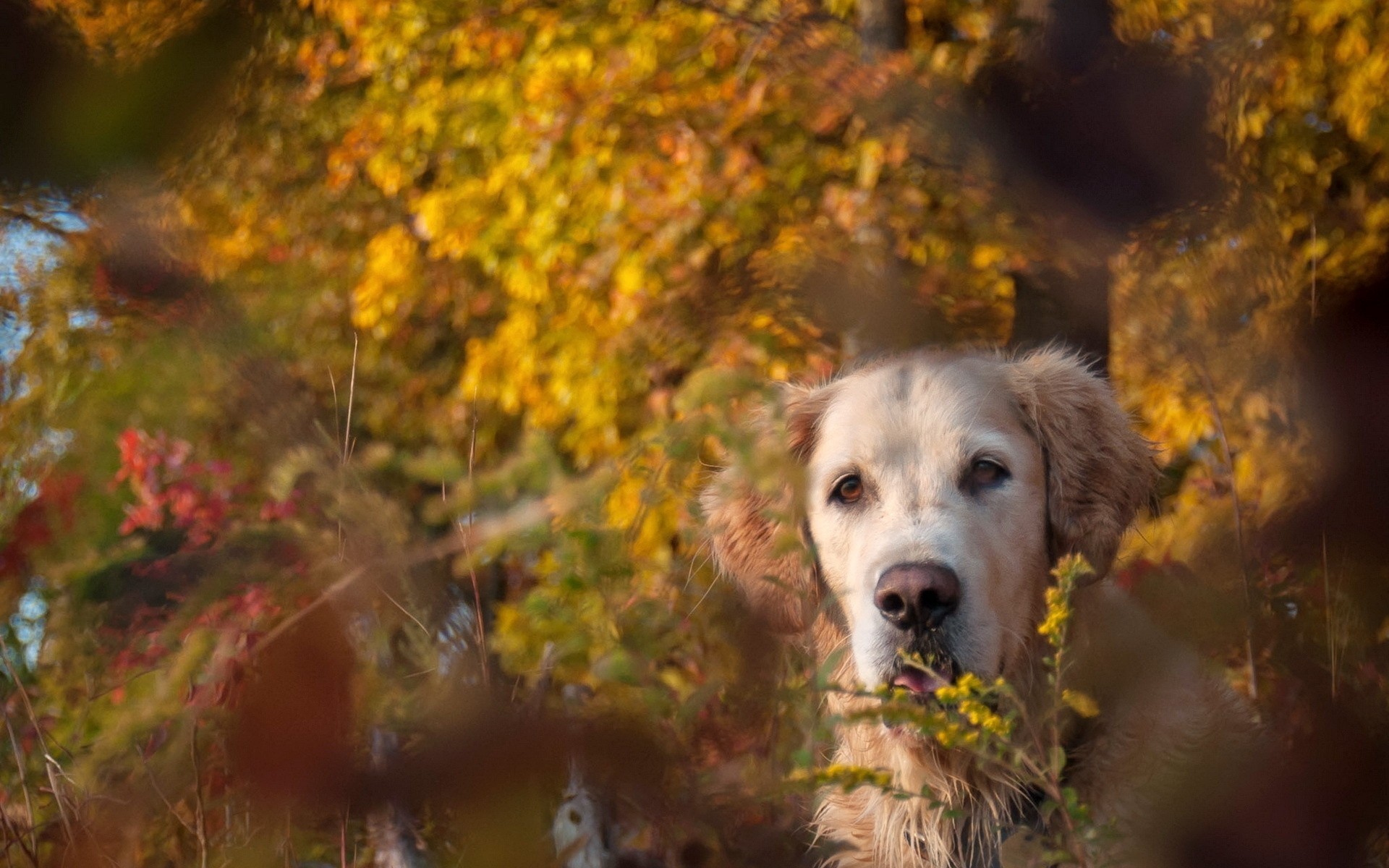 autunno cane amico