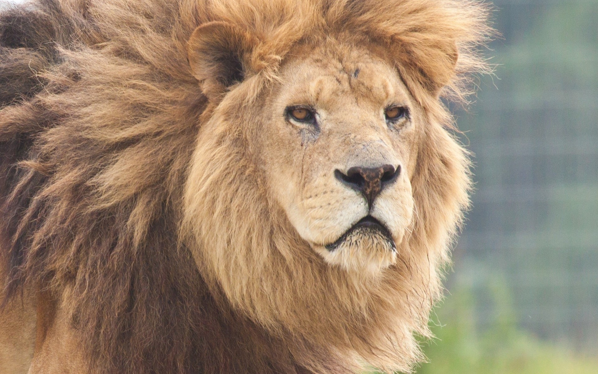 dientes depredador león