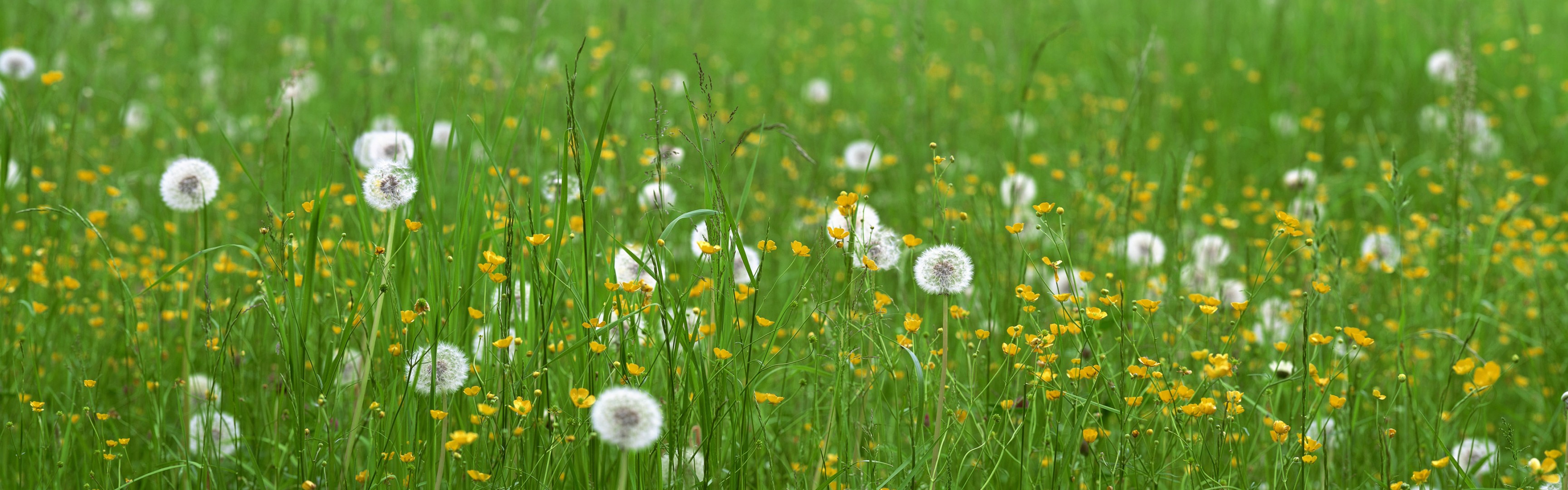 gras löwenzahn blumen feld