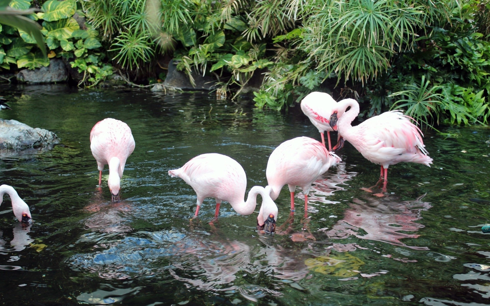 flamencos plantas beber río aves