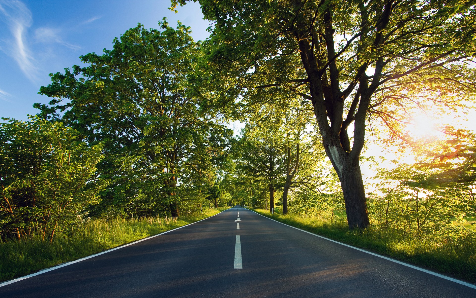 green road tree sun