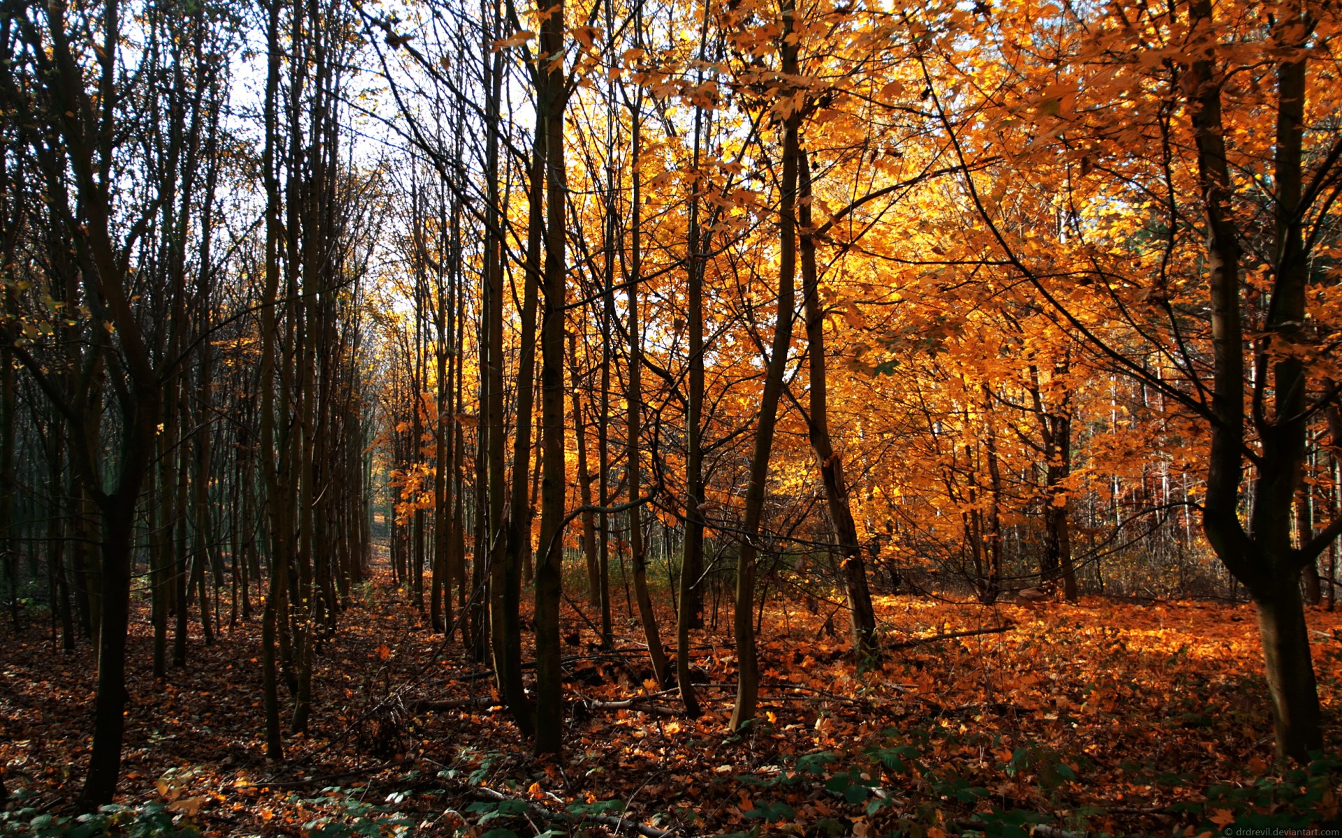 método del árbol otoño árboles alemania