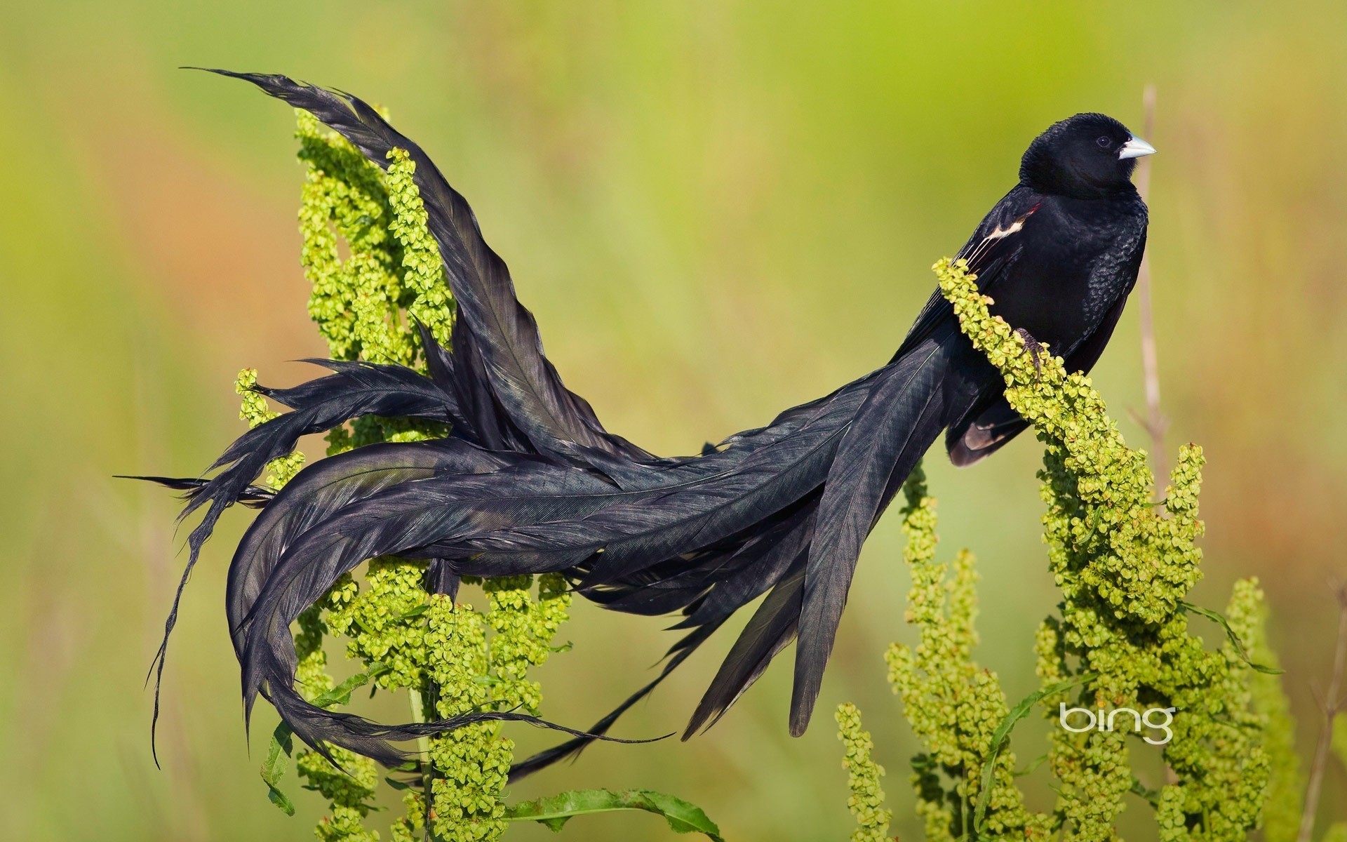 birds long-tailed widowbird tail