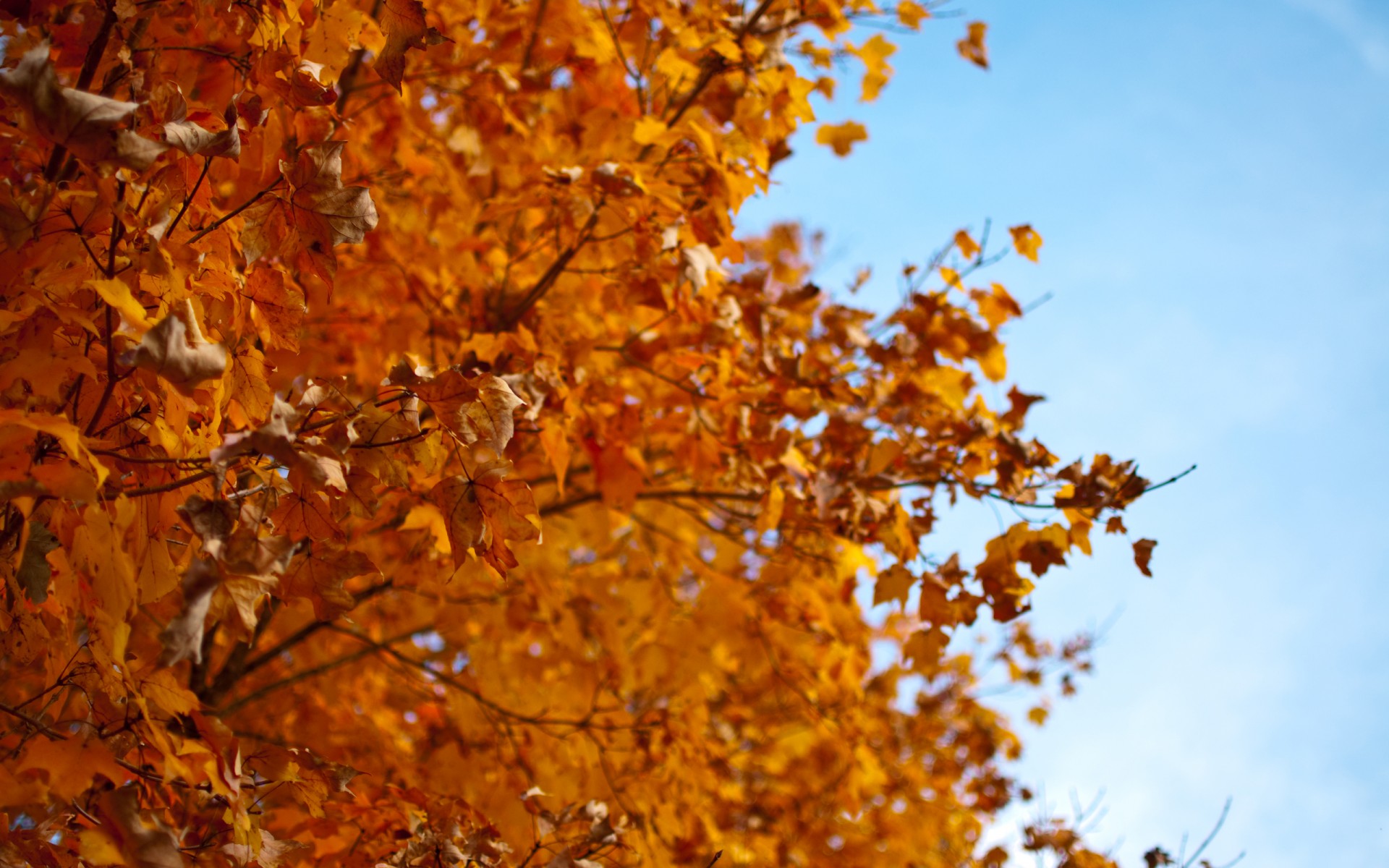 autumn tree leaves red