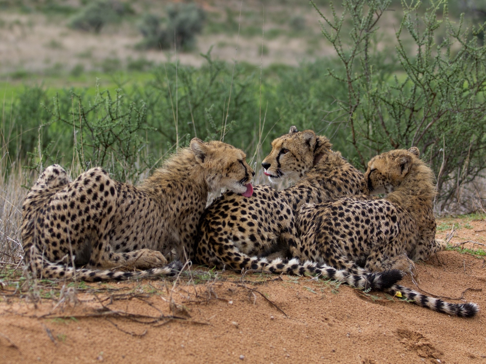 familie wildkatzen gepard