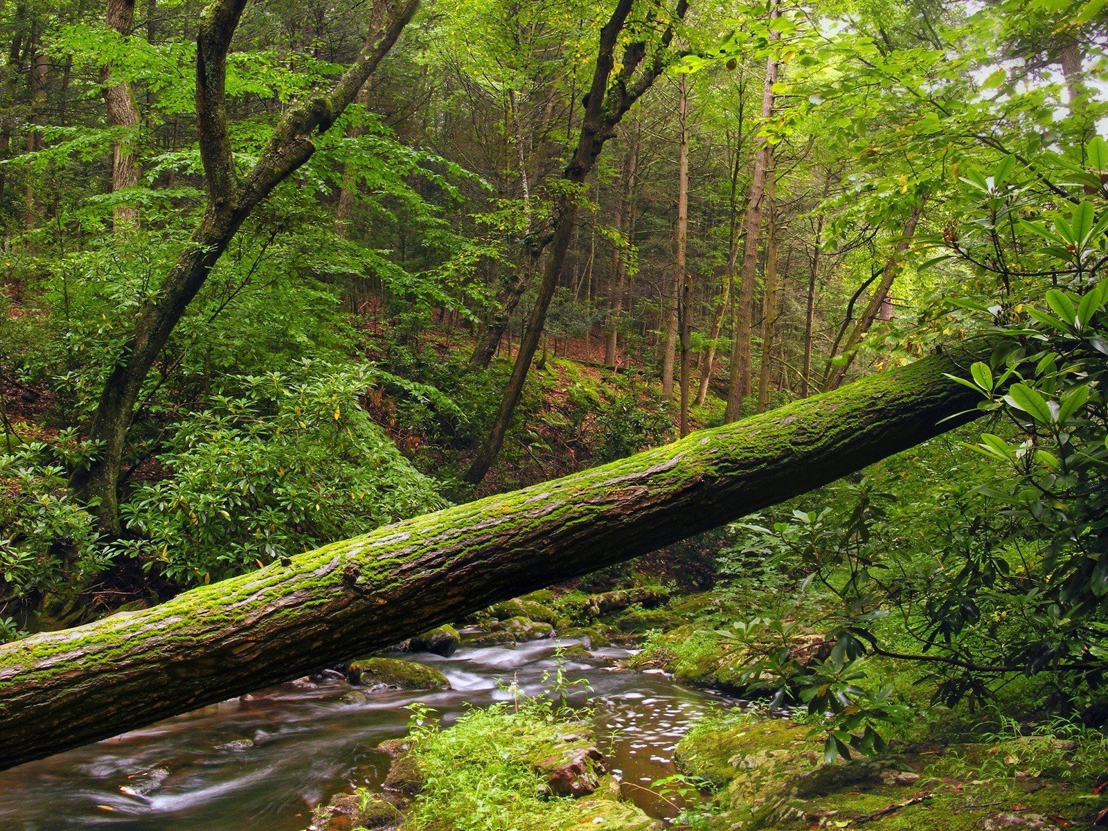 arbre forêt feuillage eau