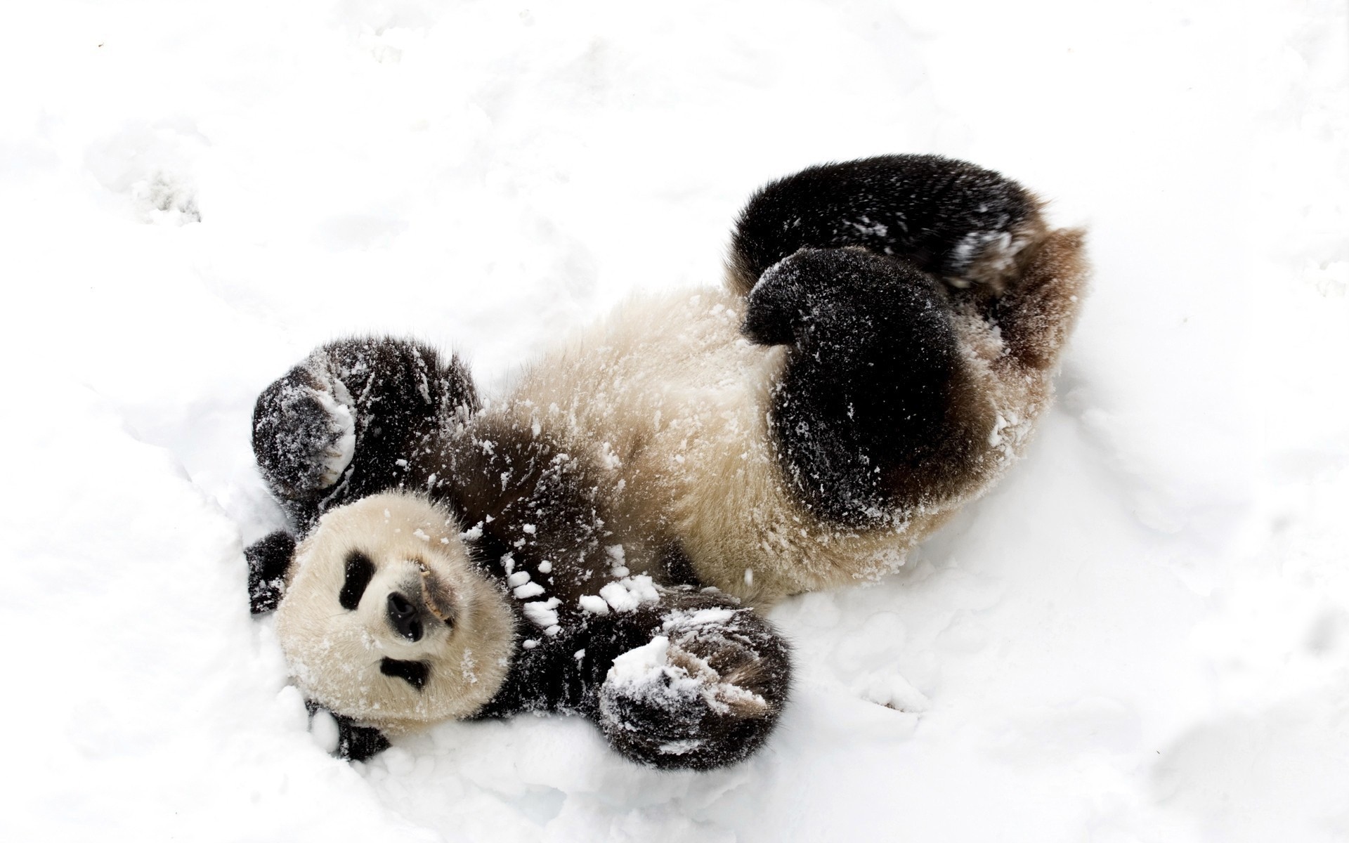 bear snow winter panda nature