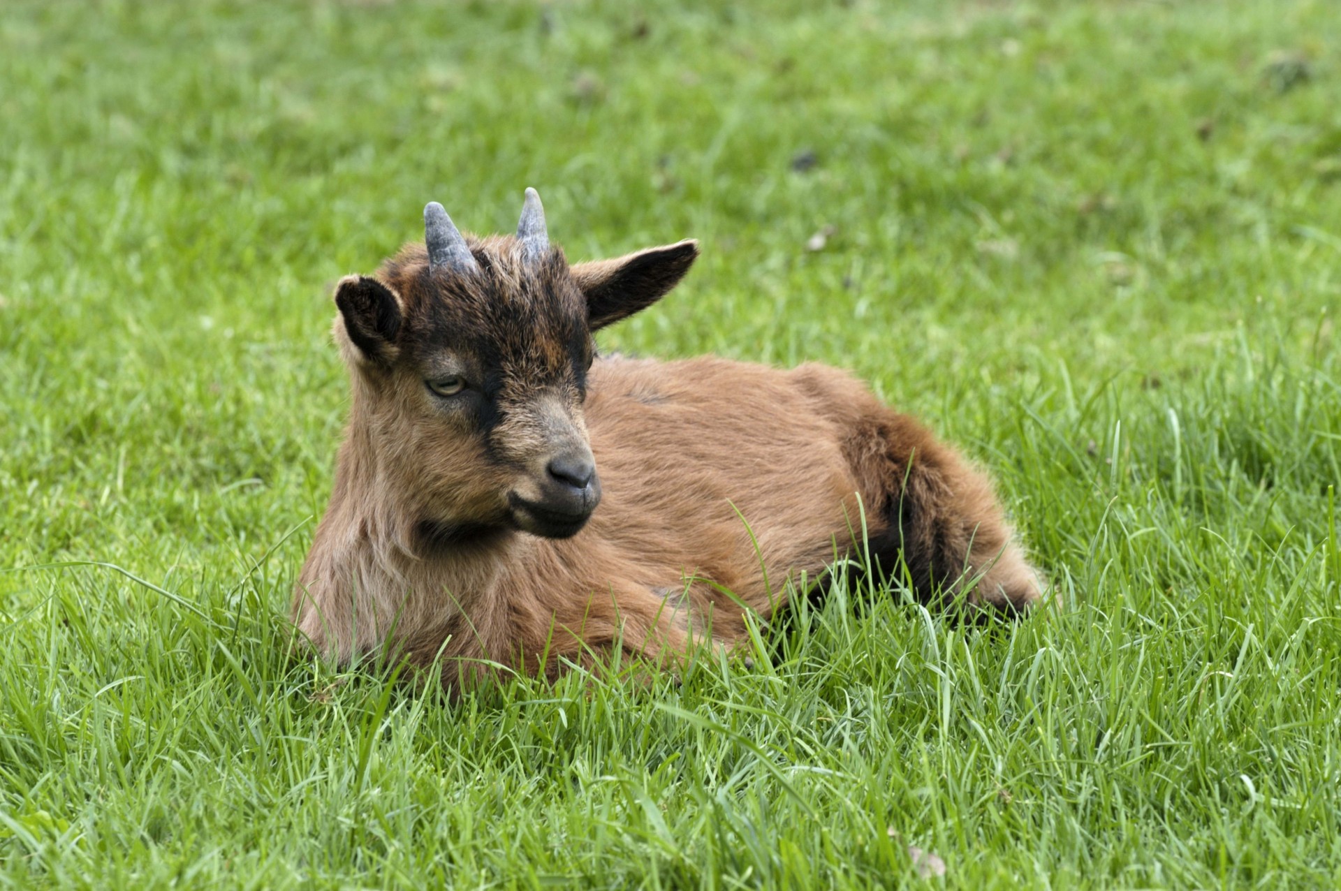 goat grass horn