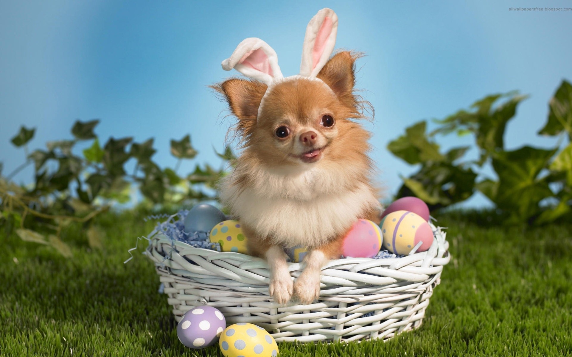 hund hase eier ostern