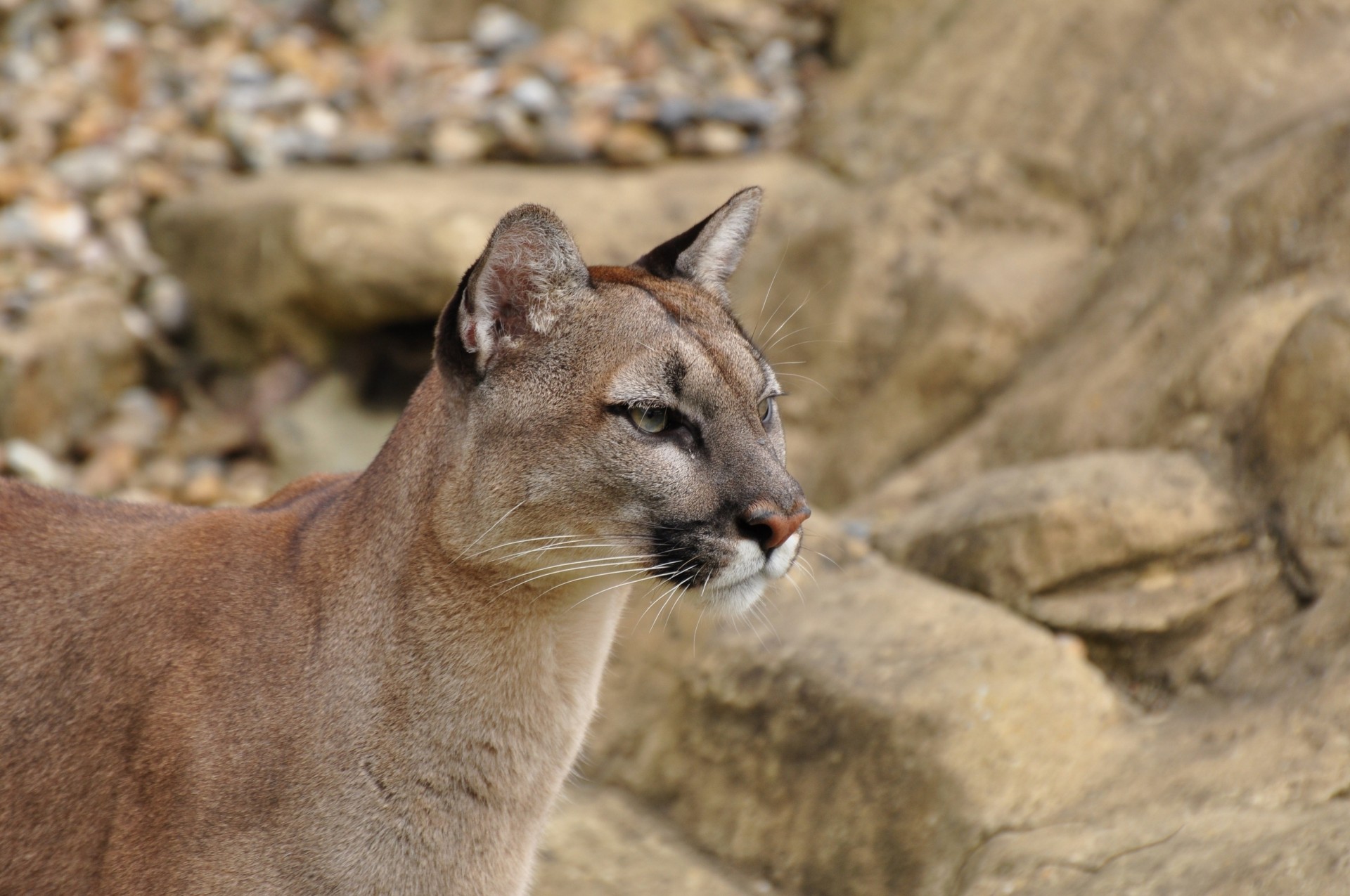 gatto selvatico puma leone di montagna