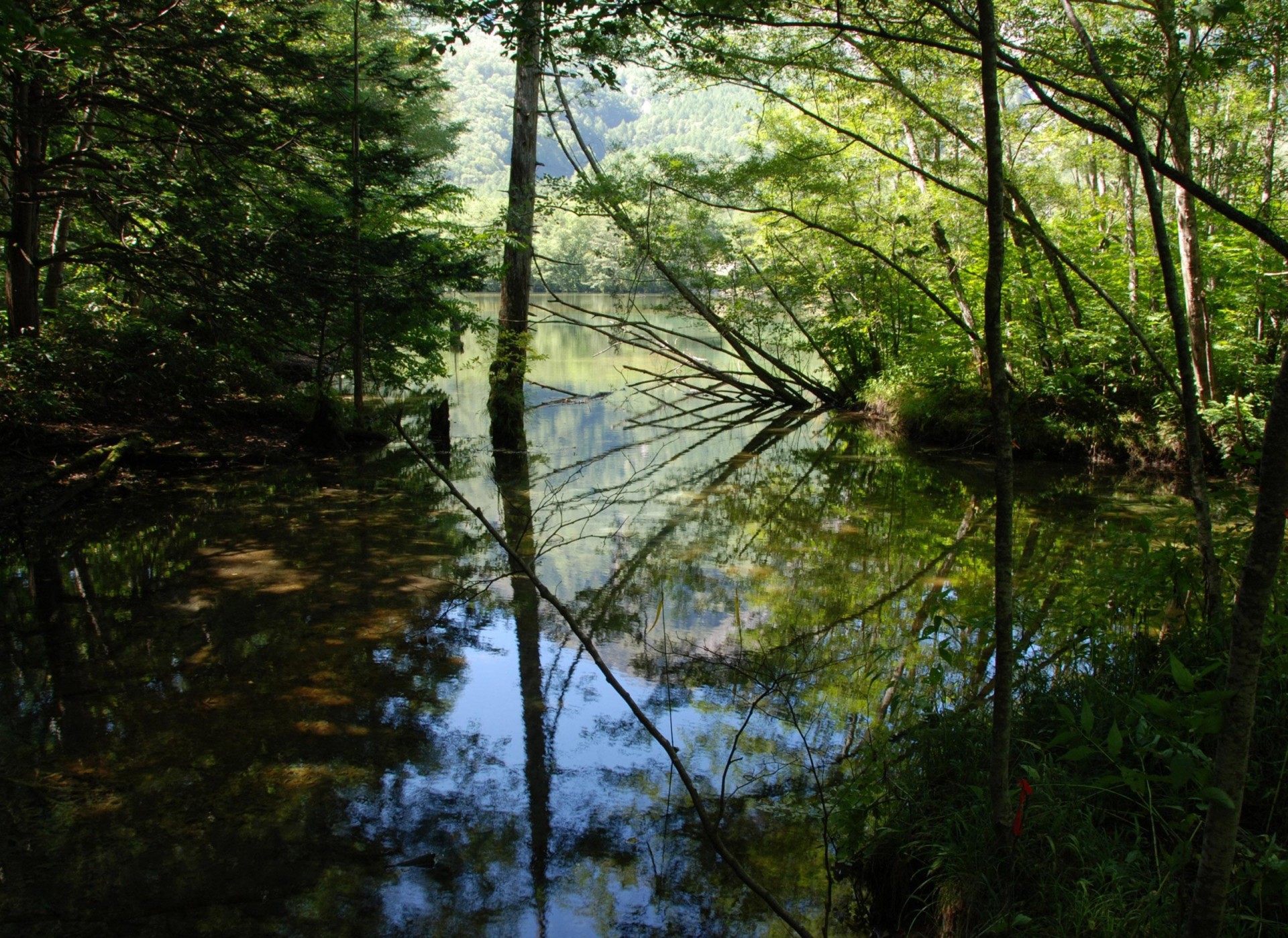 river water reflection tree leaves branche