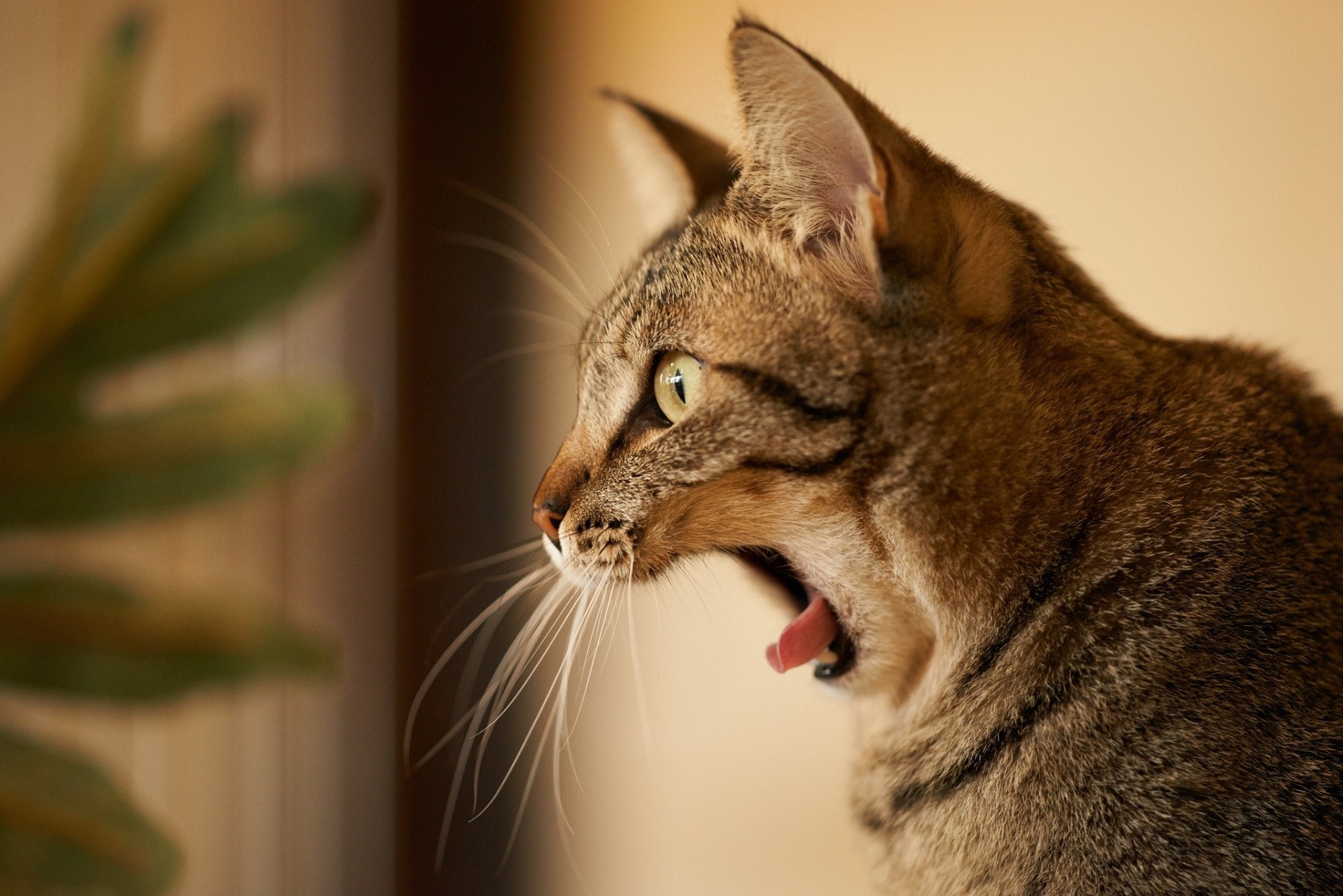 profil bâillement chat