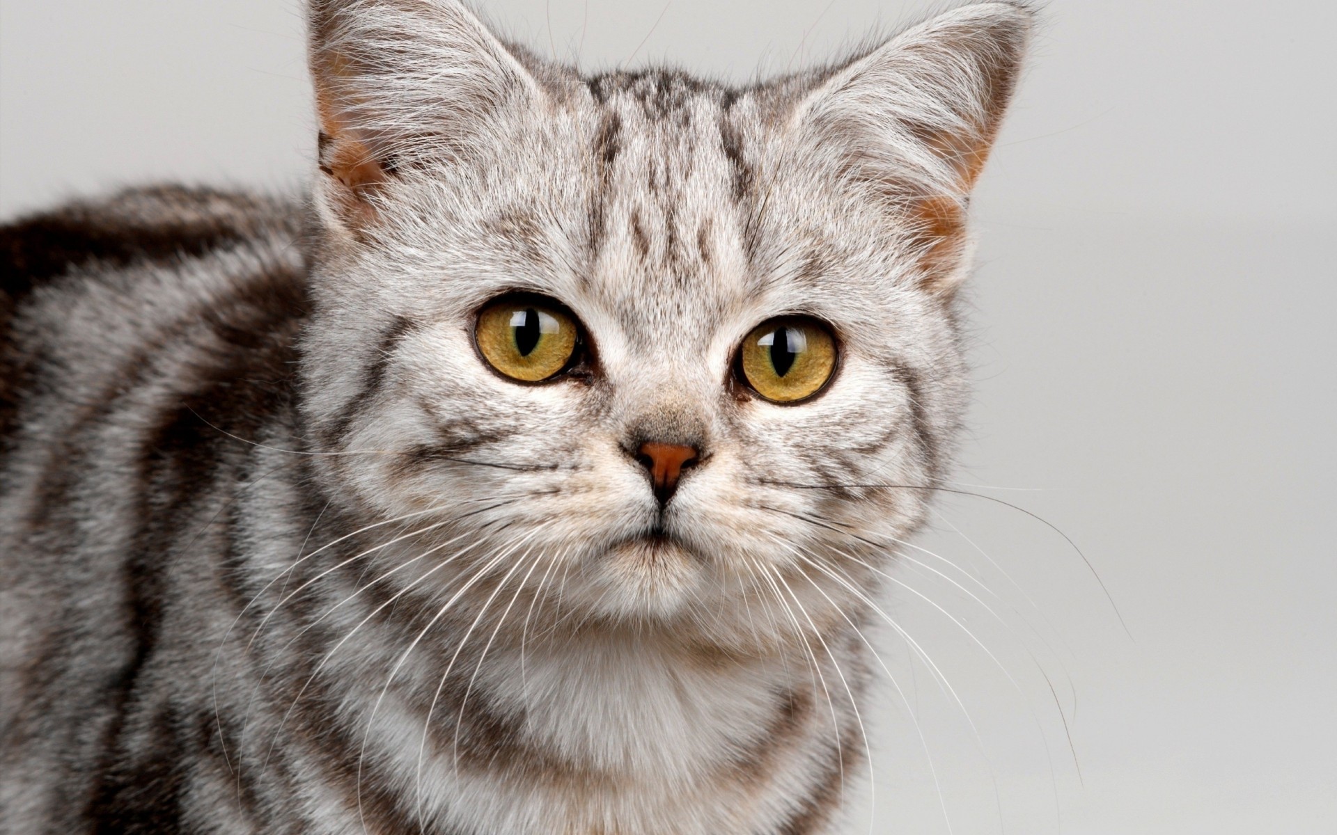 gatto a strisce carino vista denti