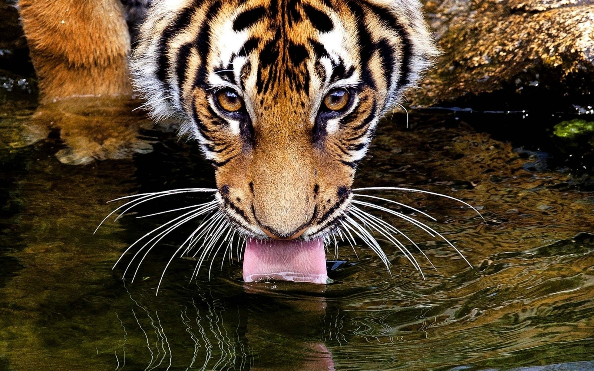 getränke augen schnurrbart blick wasser tiger zunge