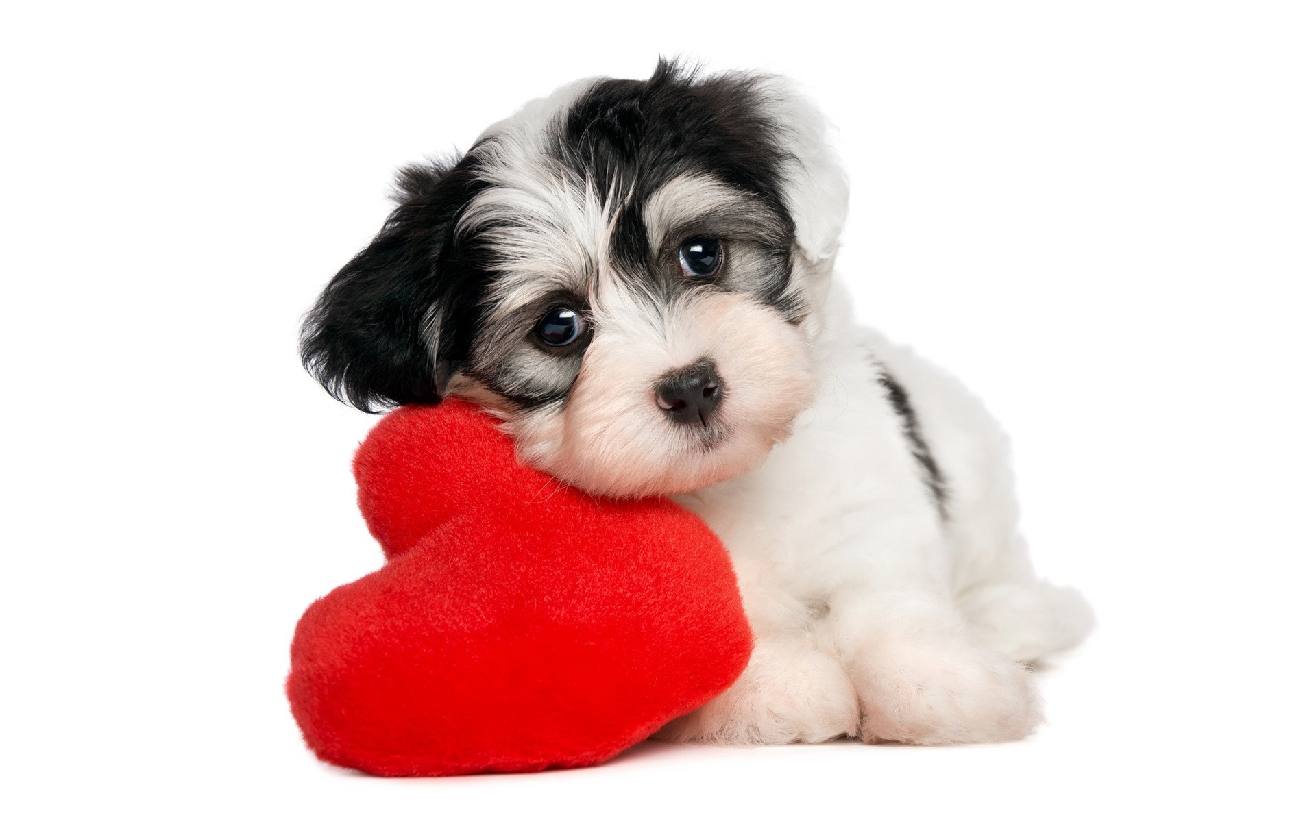 heart dog puppy white background