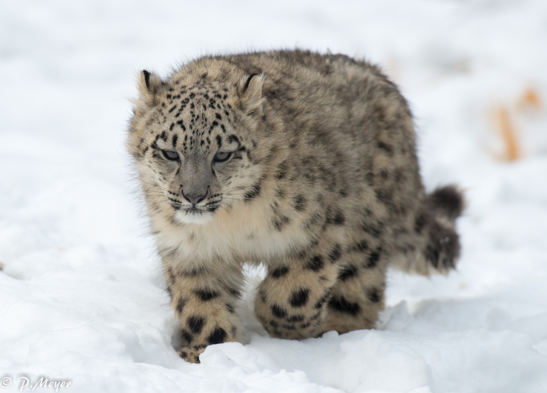 cachorro bestia nieve gato montés leopardo