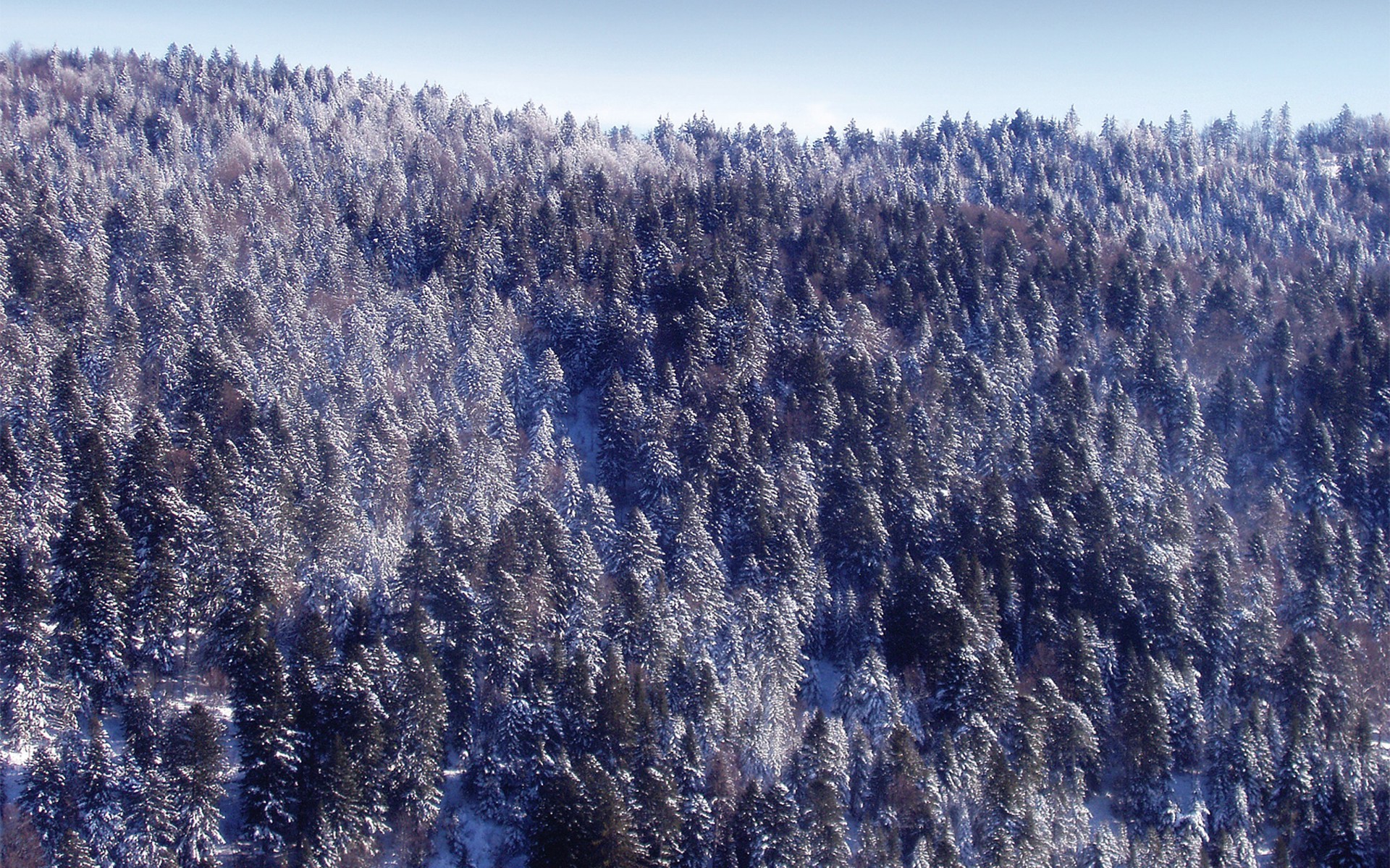 neues jahr wald schnee winter