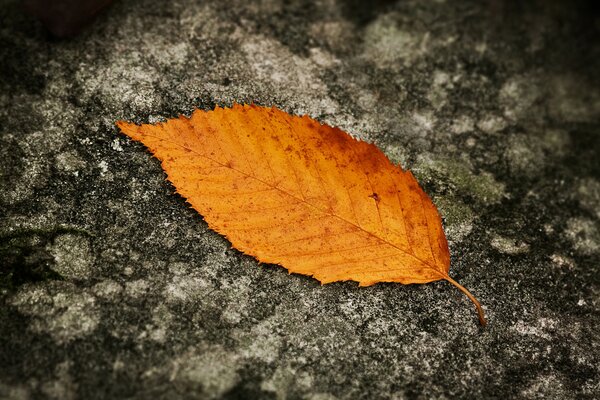 Orangefarbenes Blatt im Herbst auf dem Boden