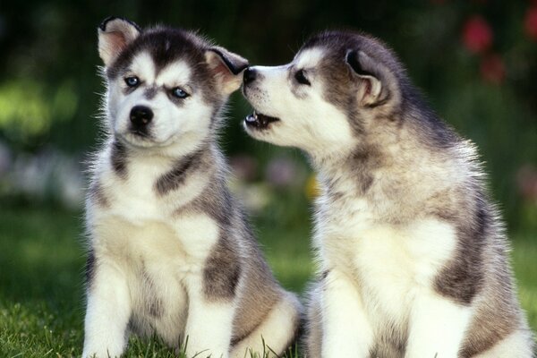 Two puppies sitting on the grass