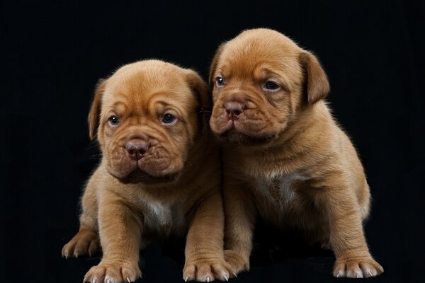 Cachorros de la raza gran Danés de Burdeos sobre un fondo negro