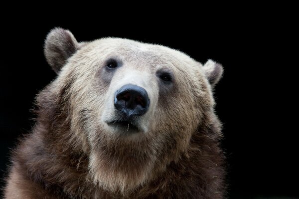 The brown bear was thinking about something