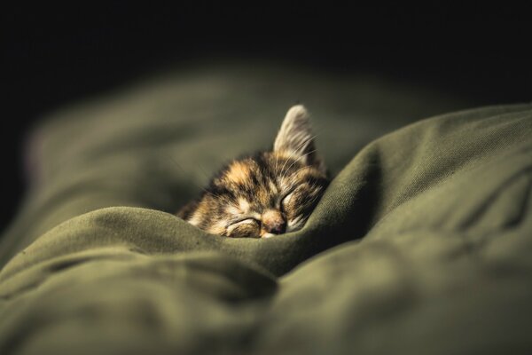 A homely cozy cat on the bedspread