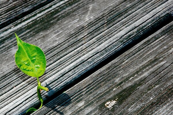 A green sprout makes its way through a crack in the boards