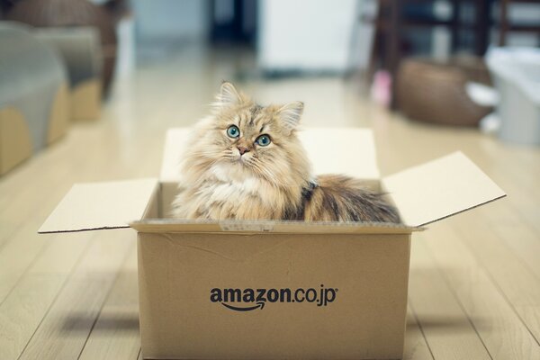 Chat à poil long dans une boîte Amazon