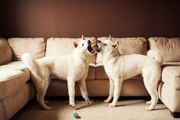 Zwei weiße Akitas auf dem Hintergrund eines hellen Sofas