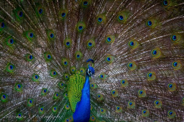 El guapo pavo real extendió su cola