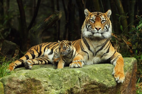 Tiger with tiger cub nature